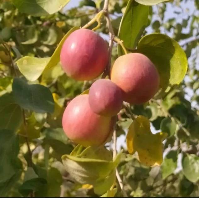 تصویر 2 از تولید و پخش عمده نهال کنار پیشین