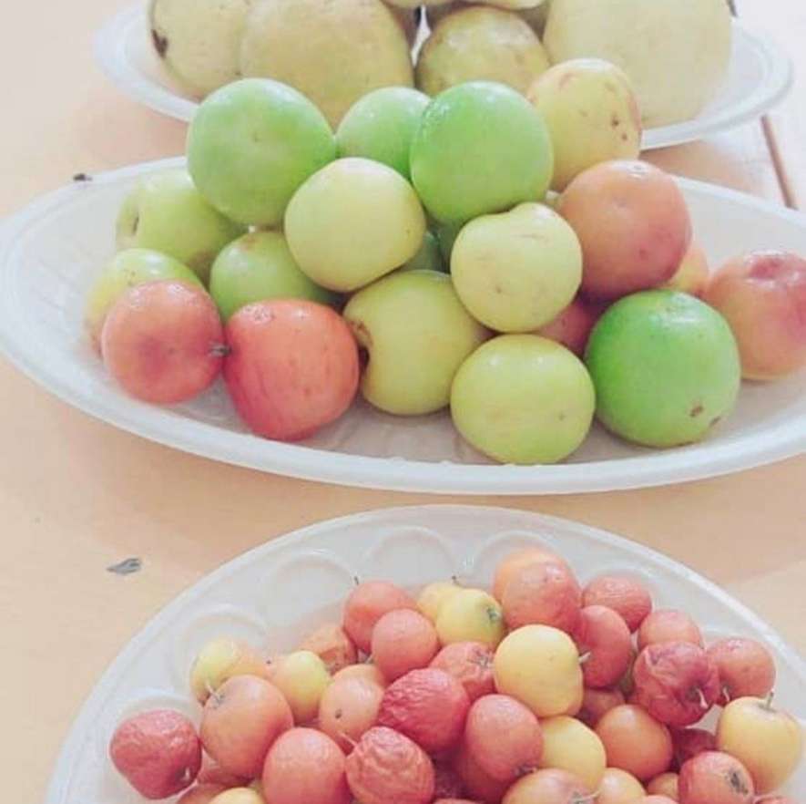 تصویر 3 از تولید و پخش عمده نهال کنار پیشین