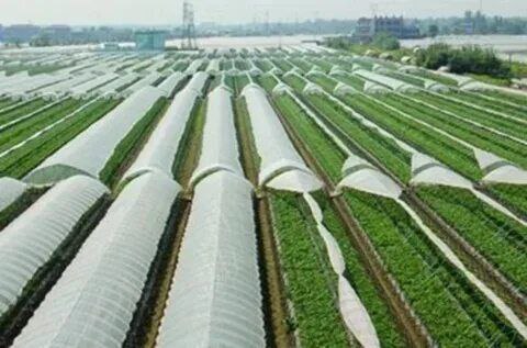 تصویر 4 از قیمت مناسب نایلون گلخانه پرشین عرض 10 متر + فروش عمده و بی واسطه