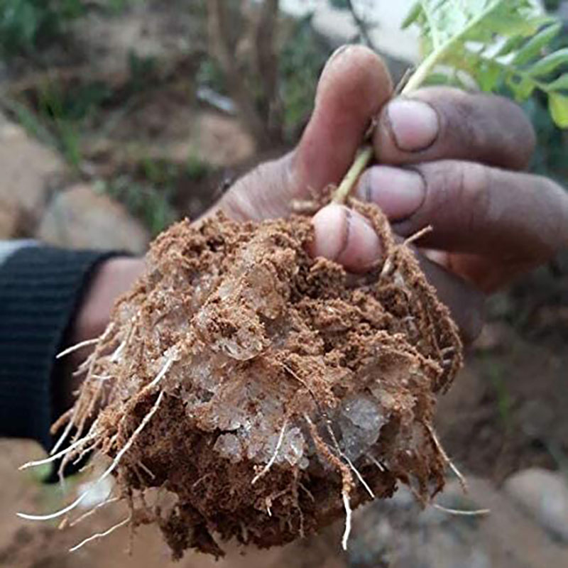 فروش هیدروژل و خاک ژله ای برای مراقبت بهتر از گیاهان