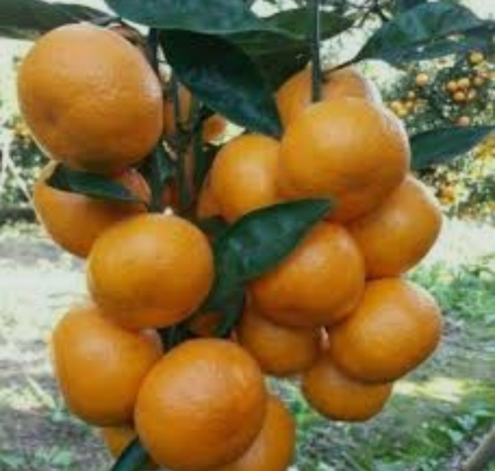 فروش انواع نارنگی محلی شمال به صورت تازه چین و فله