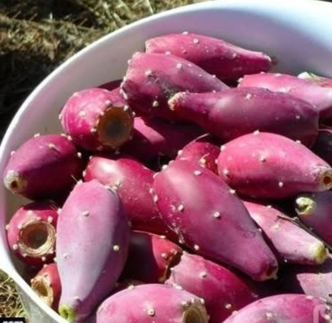 تصویر 1 از میوه کاکتوس با بهترین قیمت + خرید مستقیم از تولید کننده