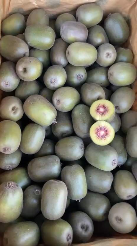 فروش کیوی تو سرخ ایرانی داخلی