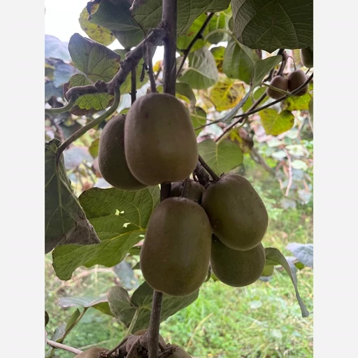 تصویر 2 از فروش کیوی تو سرخ ایرانی داخلی