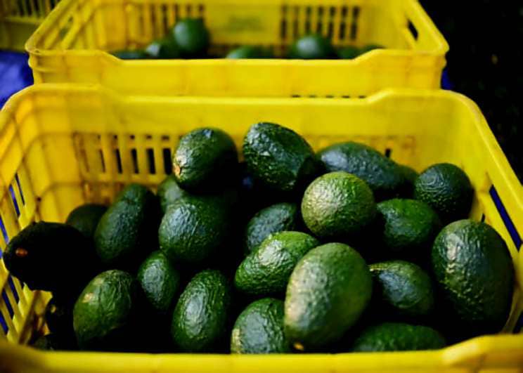 تصویر 3 از قیمت عمده آووکادو در ایران + سفارش تناژی و بدون واسطه