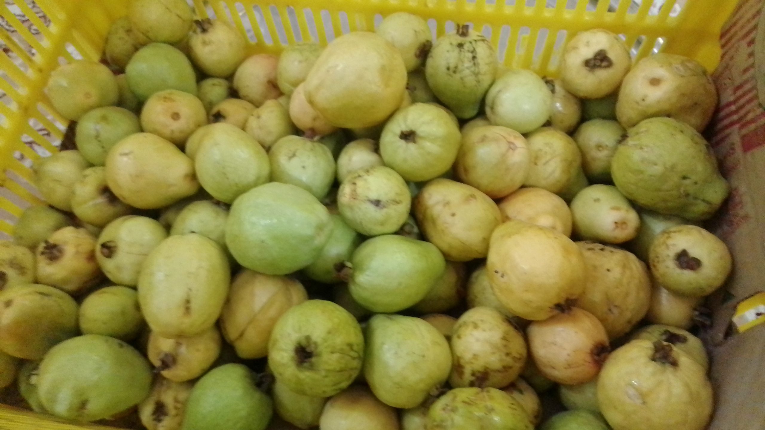 تصویر 2 از قیمت روز گواوا + ثبت سفارش برای عمده فروشان