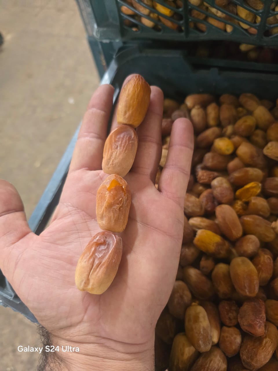 تصویر 3 از خرما کبکاب درجه یک با کیفیت صادراتی فروش عمده