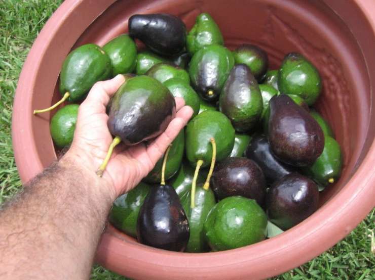 تصویر 4 از فروش فوق العاده آووکادو کنیا تولید ایران + خرید عمده آووکادو ایرانی