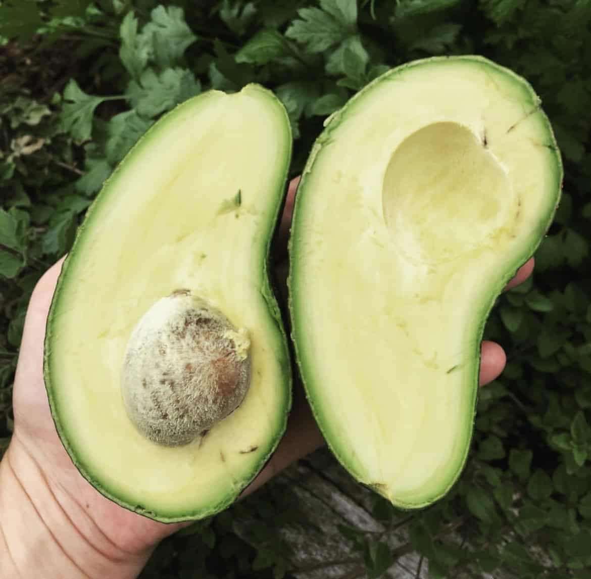 تصویر 3 از فروش فوق العاده آووکادو کنیا تولید ایران + خرید عمده آووکادو ایرانی