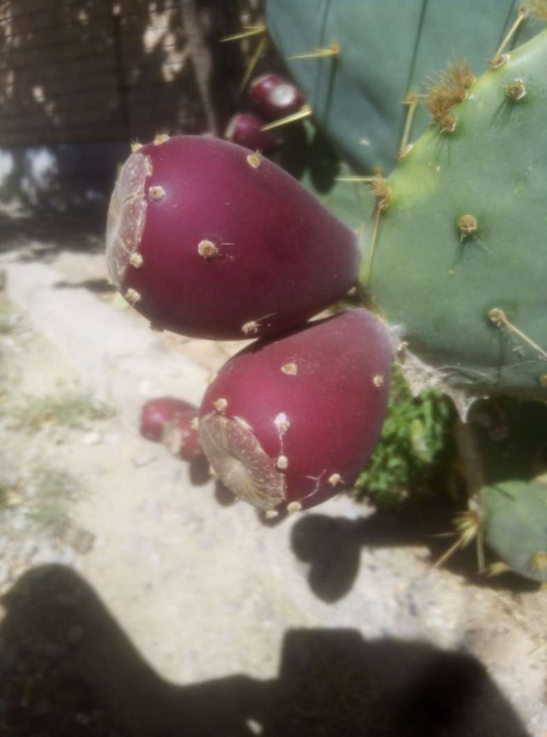 تصویر 2 از فروش فوق العاده میوه کاکتوس صادراتی پاک شده + بسته بندی طبق سفارش