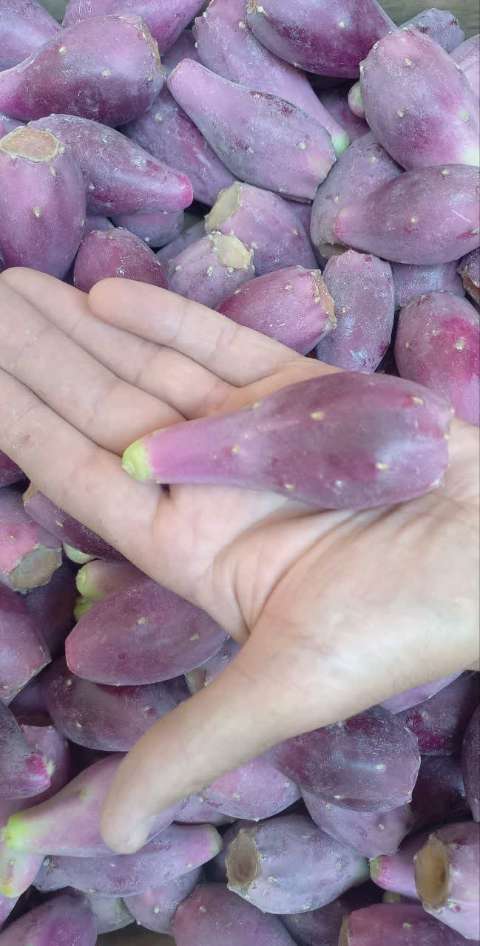 خرید عمده میوه کاکتوس ایرانی + ارسال مستقیم میوه کاکتوس از مزرعه