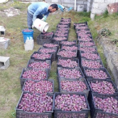 تصویر 5 از خرید عمده میوه کاکتوس ایرانی + ارسال مستقیم میوه کاکتوس از مزرعه