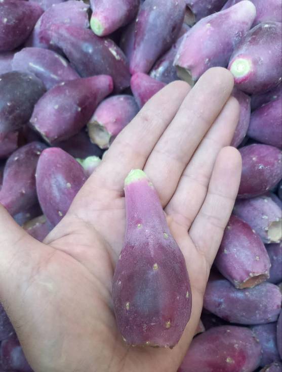 تصویر 3 از خرید عمده میوه کاکتوس ایرانی + ارسال مستقیم میوه کاکتوس از مزرعه