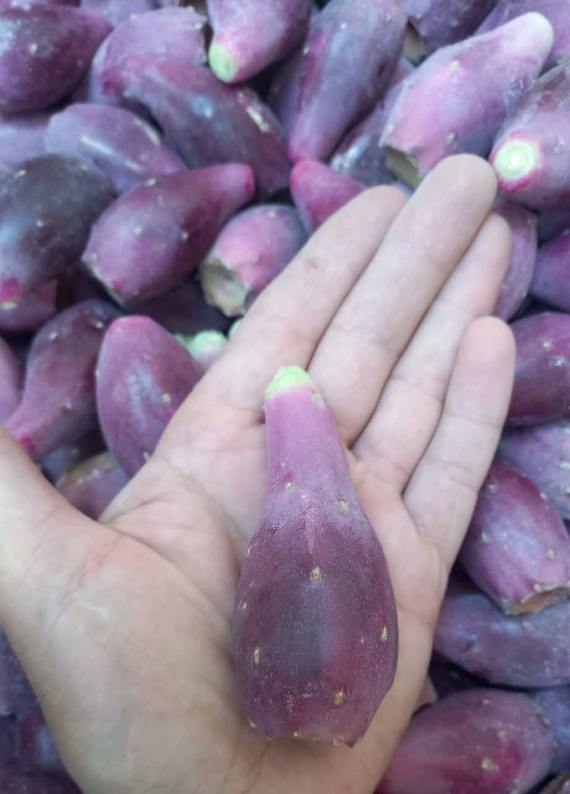 تصویر 2 از خرید عمده میوه کاکتوس ایرانی + ارسال مستقیم میوه کاکتوس از مزرعه
