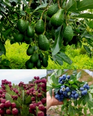 تصویر 4 از مشاوره احداث مزرعه تجاری میوه استوایی و لوکس در ایران