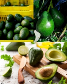 تصویر 4 از فروش فوق العاده نهال آووکادو معتدله + ارسال رایگان برای شمال ایران