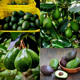 تصویر 3 از فروش فوق العاده نهال آووکادو معتدله + ارسال رایگان برای شمال ایران