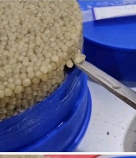 ماهی خاویاری بلوگا