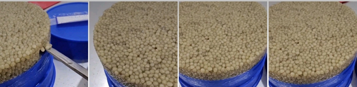 تصویر 4 از ماهی خاویاری بلوگا