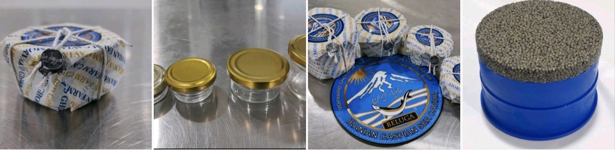 تصویر 5 از ماهی خاویاری بلوگا