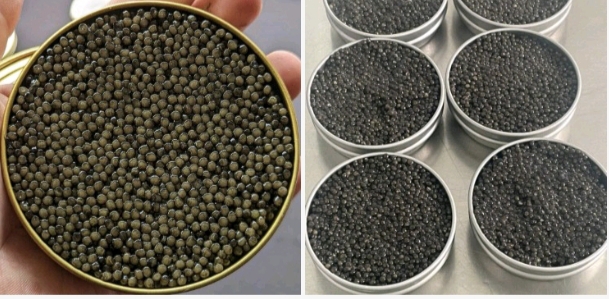 تصویر 1 از ماهی خاویاری بلوگا