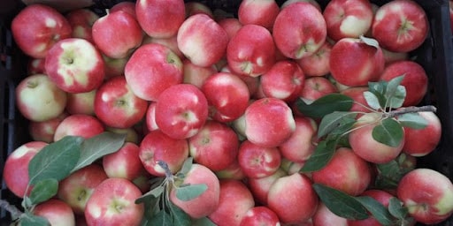 خرید سیب + قیمت فروش استثنایی