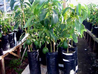 تصویر 1 از فروش عمده نهال آووکادو تیپ A و B در ارقام مختلف