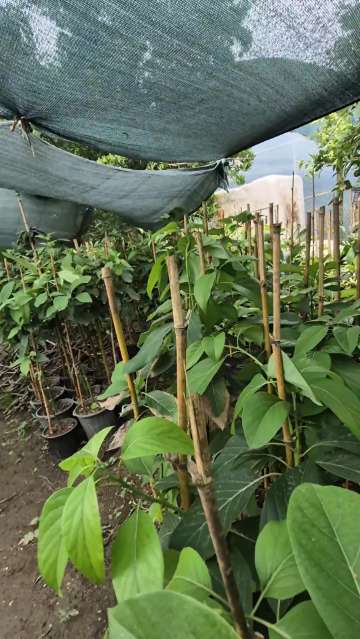 تصویر 2 از قیمت عمده نهال آووکادو تیپ A و B ارقام مختلف تجاری