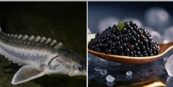 تصویر 4 از تاثیر خاویار بر مغز