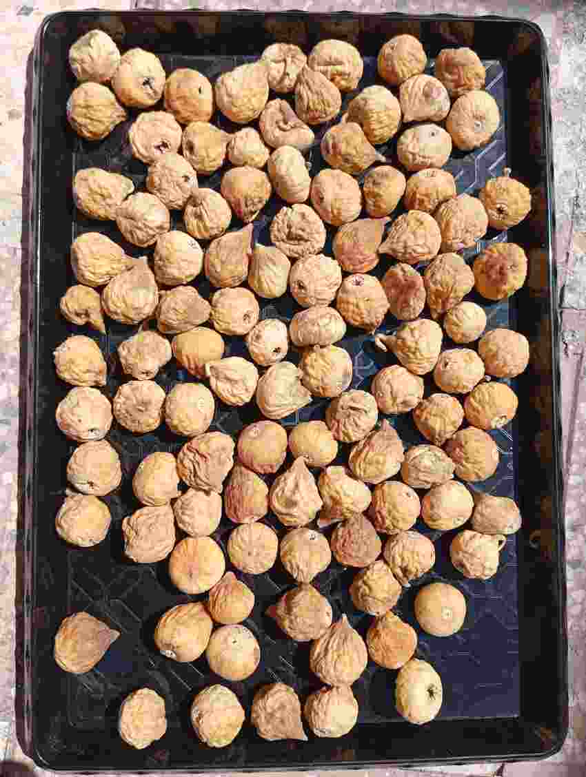 تصویر 1 از انجیر خشک غنچه با کیفیت عالی