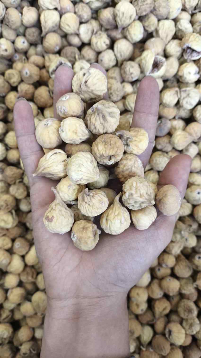 تصویر 5 از فروش ویژه انجیر خشک سفید صادراتی + قیمت خرید