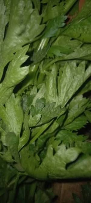 کرفس سیاه منبع غنی از ویتامین ها و مواد معدنی