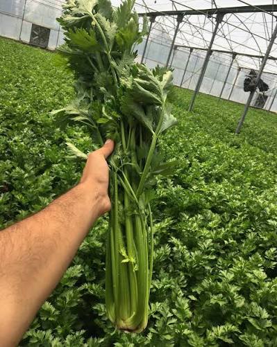 تصویر 1 از کرفس سیاه ویژه حاوی ویتامین ها و مواد معدنی مفید برای سلامتی