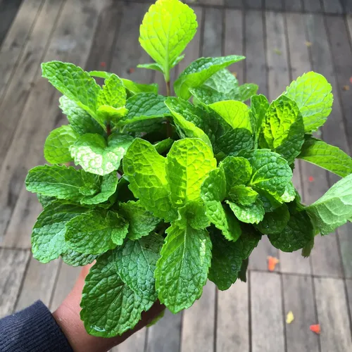 خرید و قیمت نعنا خشک + فروش بدون واسطه