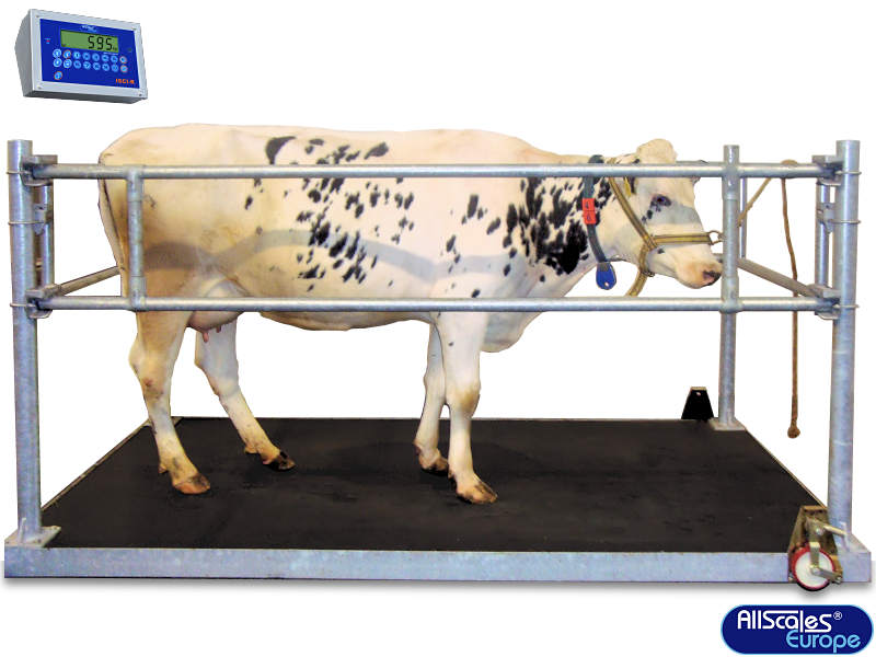 تصویر 4 از انواع باسکول دام کش وای فای دار با ظرفیت حافظه بالا