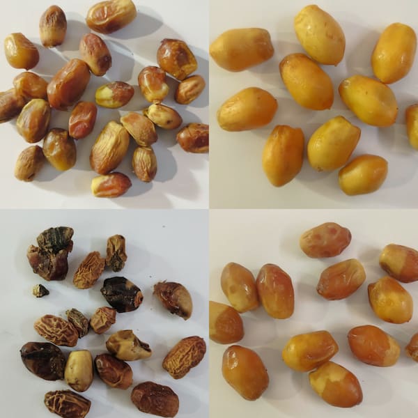 ضایعات خرمای زاهدی برای مصارف دامی