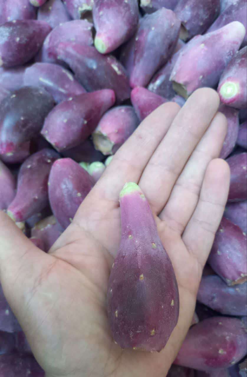 فروش اینترنتی میوه کاکتوس درشت + قیمت عمده میوه کاکتوس انگلمانی
