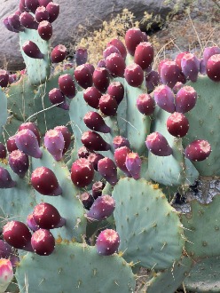 تصویر 2 از مشاوره صفر تا صد احداث مزرعه کاکتوس صادراتی در ایران + فروش قلمه کاکتوس میوه ده