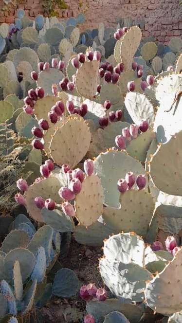 تصویر 1 از مشاوره صفر تا صد احداث مزرعه کاکتوس صادراتی در ایران + فروش قلمه کاکتوس میوه ده