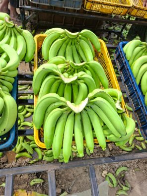 قیمت میوه موز