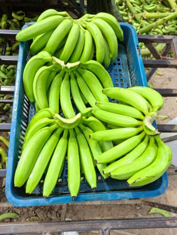 فروش میوه موز