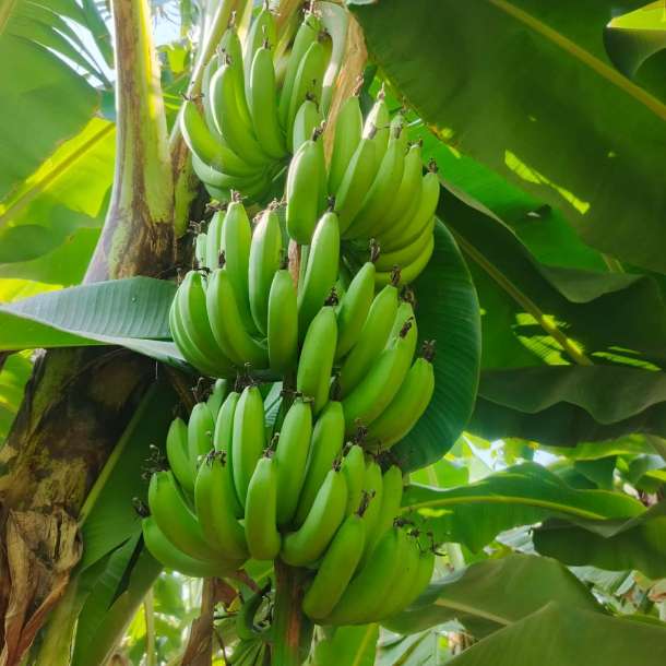 تصویر 4 از فروش عمده موز چابهار + ارسال مستقیم از مزرعه