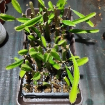 قیمت میوه دراگون