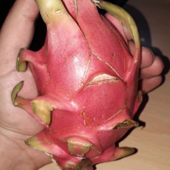 خرید میوه دراگون