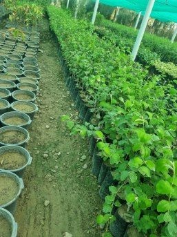 تصویر 2 از فروش عمده نهال کنار پیوندی بلوچستان + نهال کنار بدون هسته