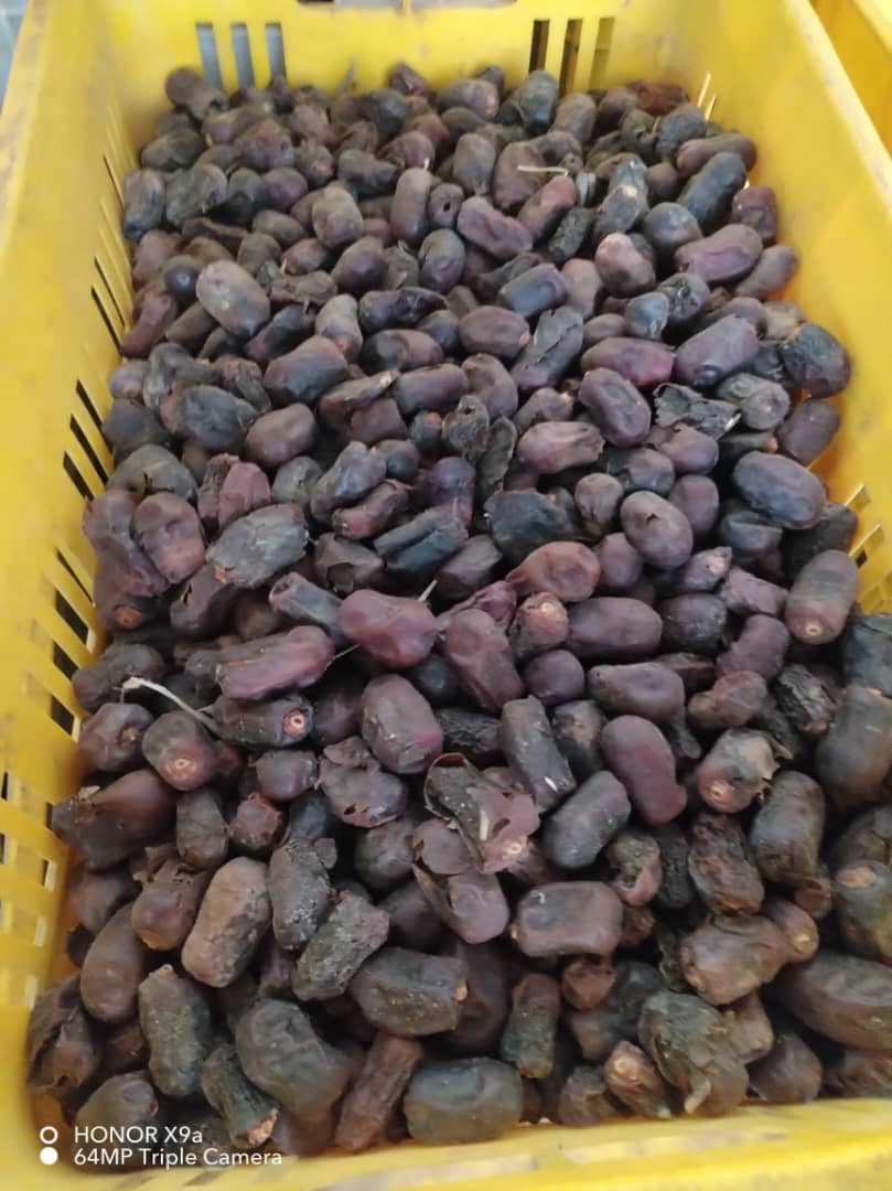 تصویر 2 از فروش خرما ضایعاتی جنوب کرمان