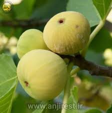 تصویر 2 از فروش ویژه انجیر سفید طارم + قیمت خرید