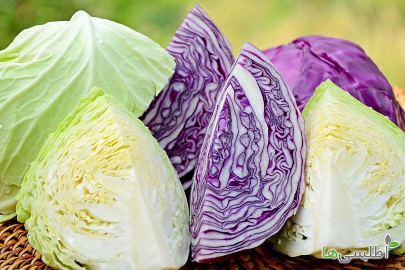 تصویر 5 از کلم پیچ تازه با برگ‌ های نرم و طعم ملایم