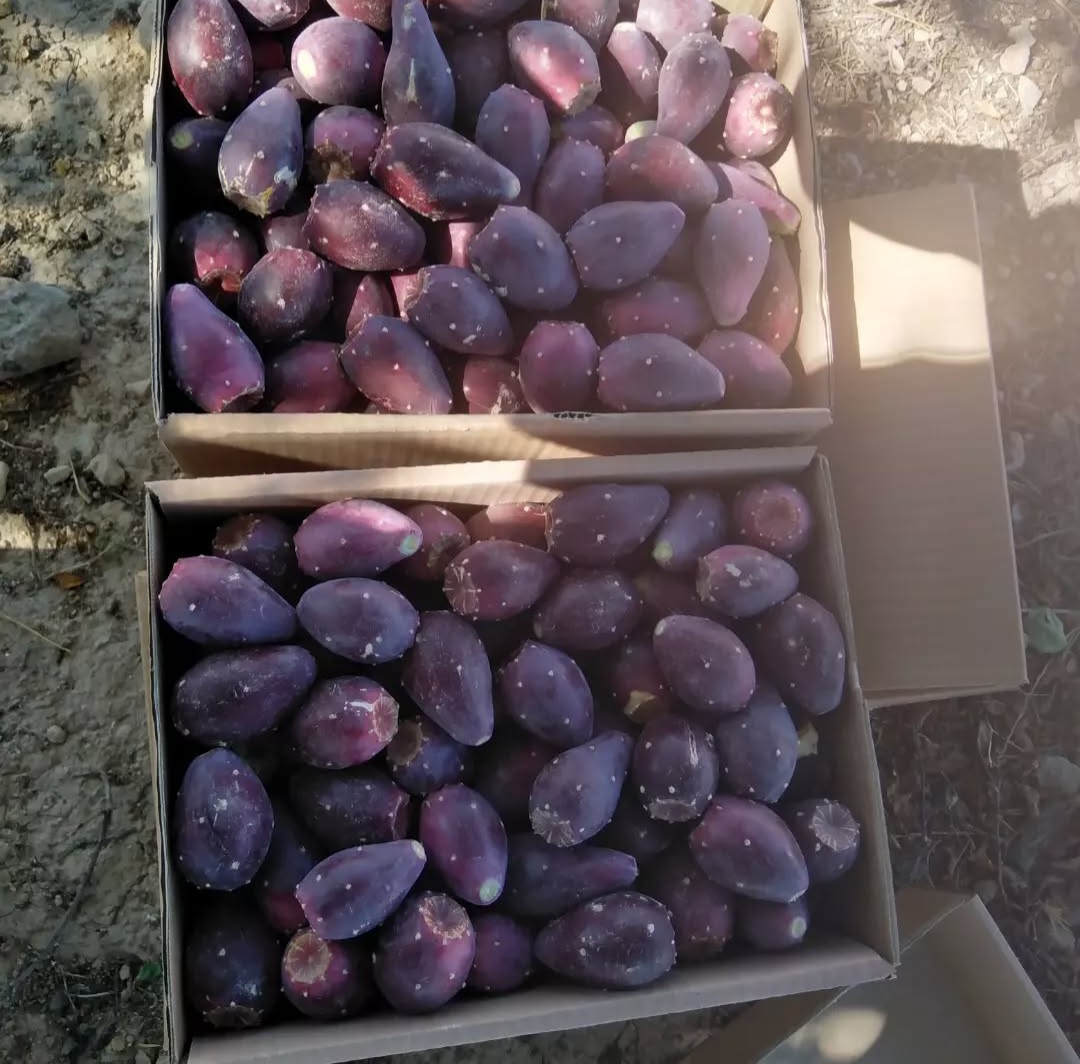 تصویر 3 از پخش عمده میوه کاکتوس تازه + بهترین کیفیت و قیمت رقابتی