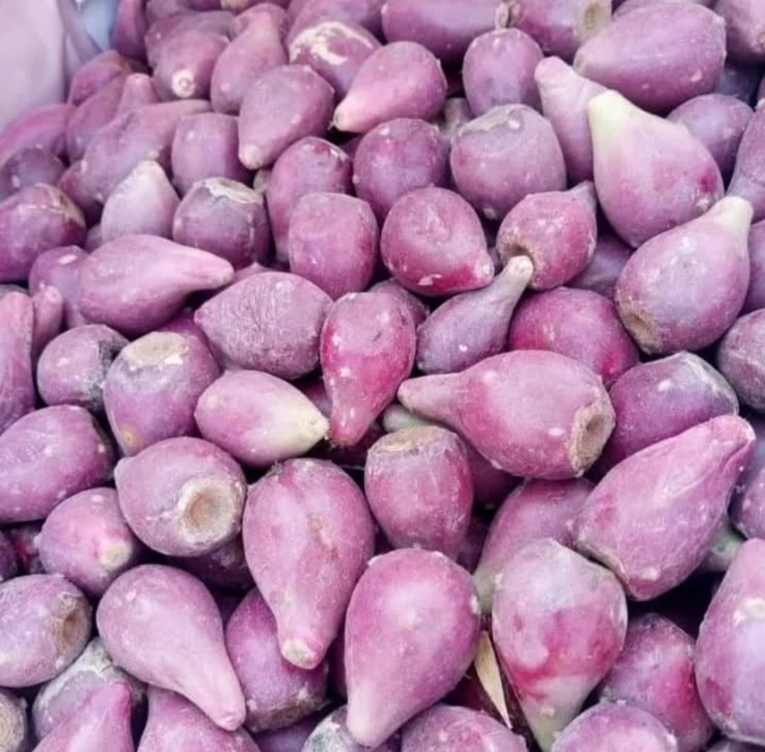 خرید میوه کاکتوس عمده ارزان+فروش مستقیم بدون واسطه